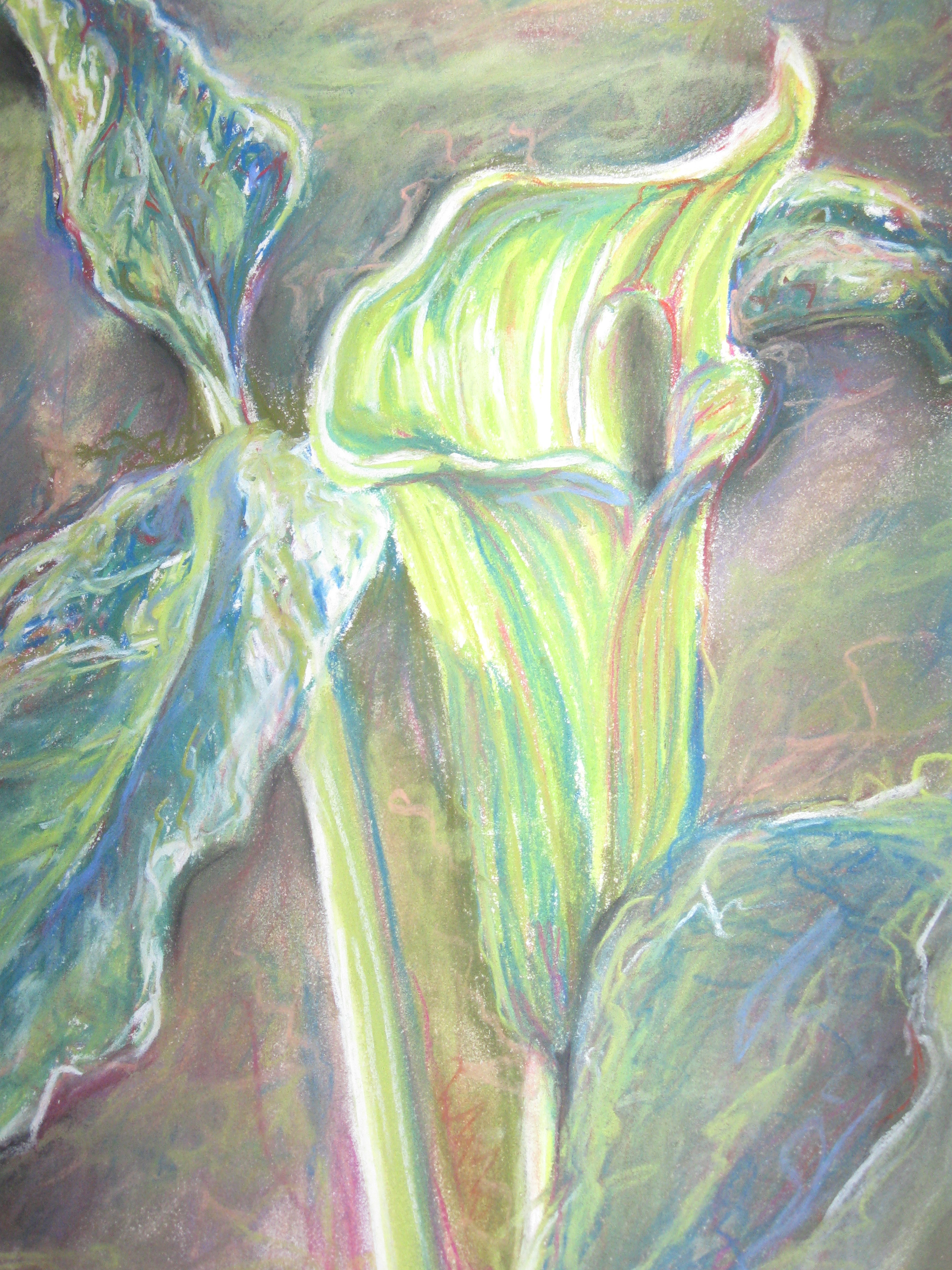 Colors of a Pitcher Plant