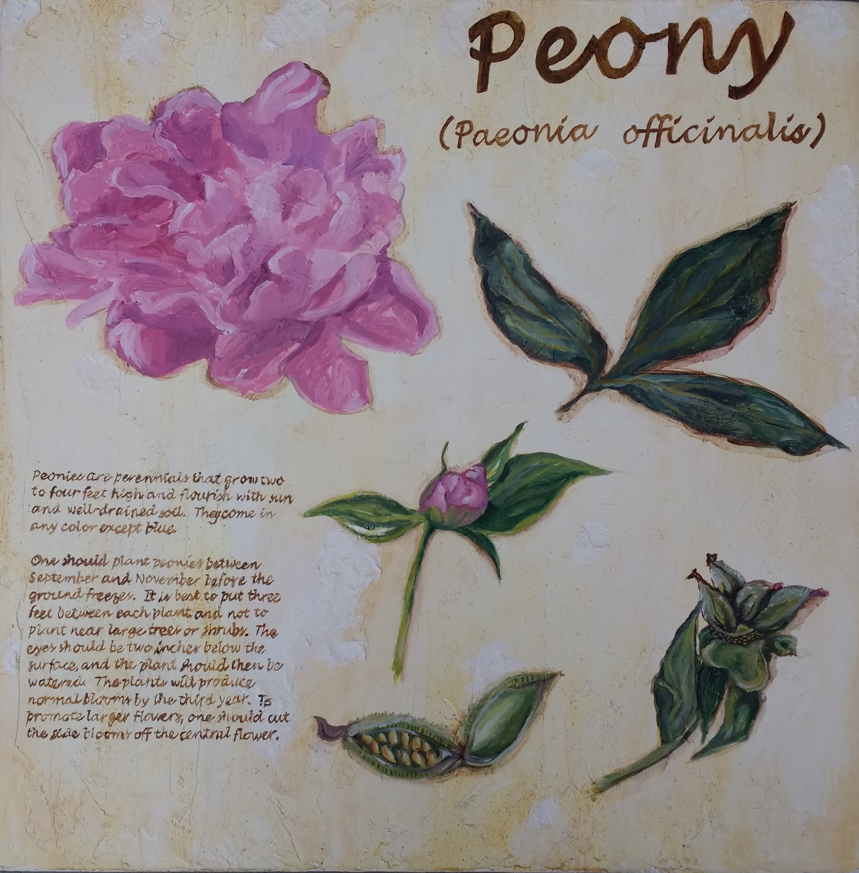 Peony - Botanical Study